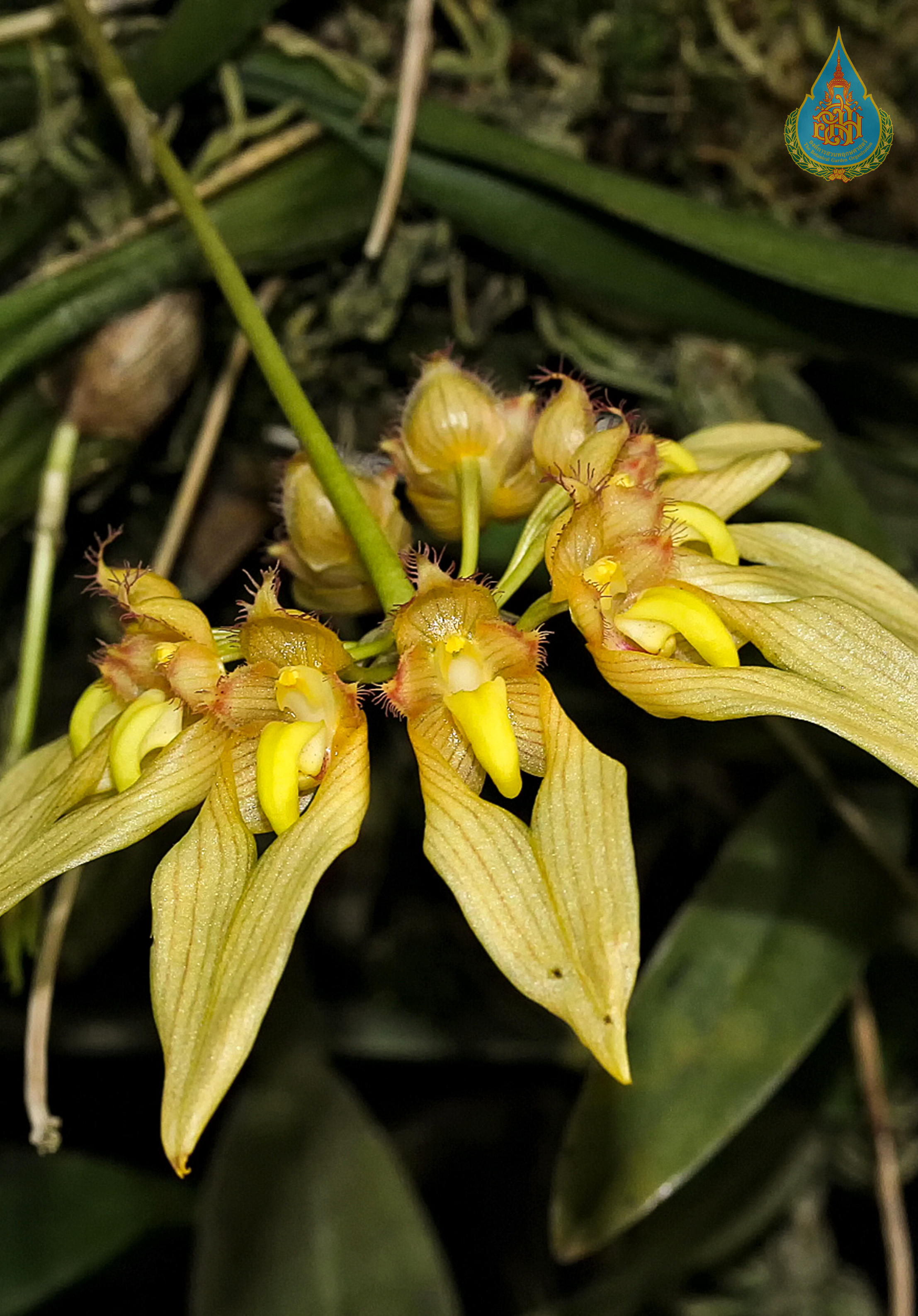 สิงโตอนันดา Bulbophyllum annandalei Ridl.<br/>ORCHIDACEAE